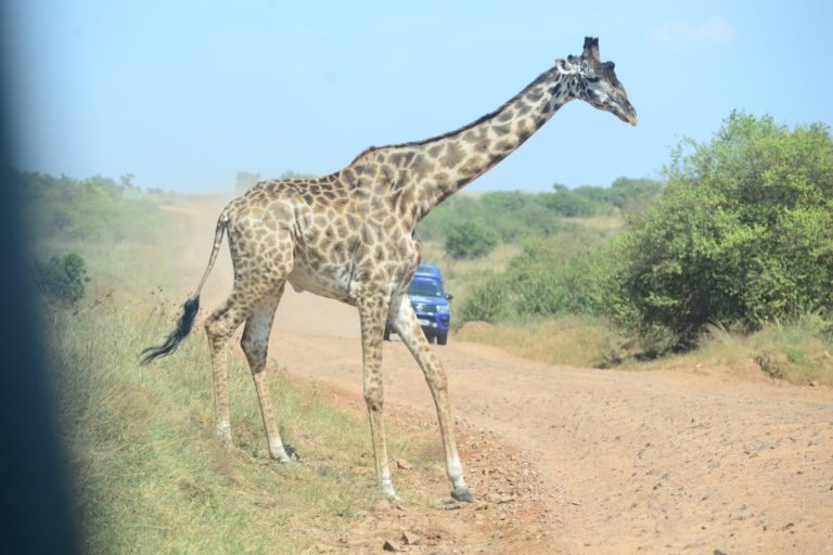 giraffe