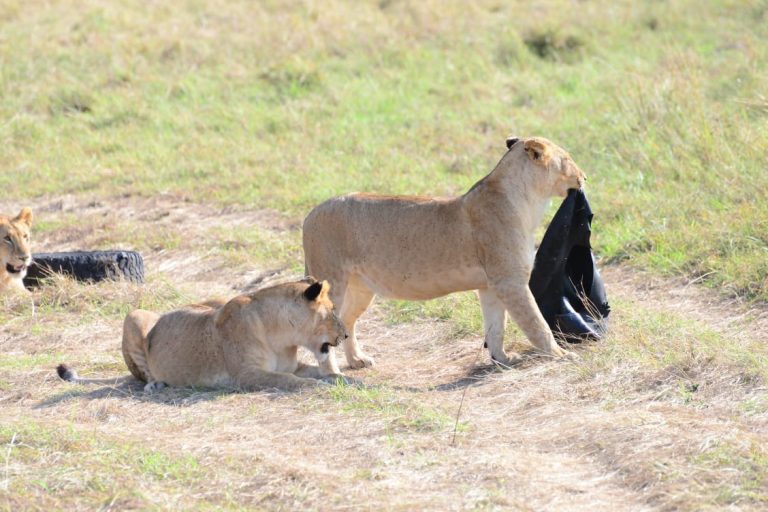 Lion