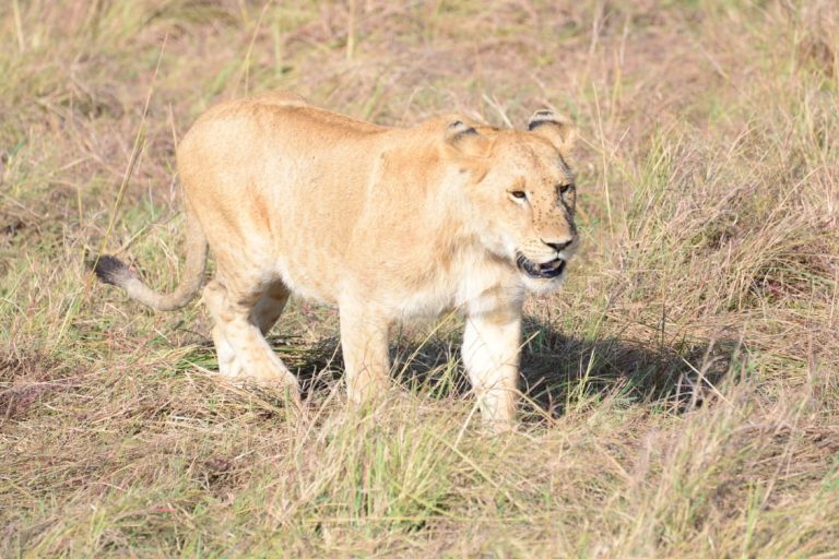 Lion