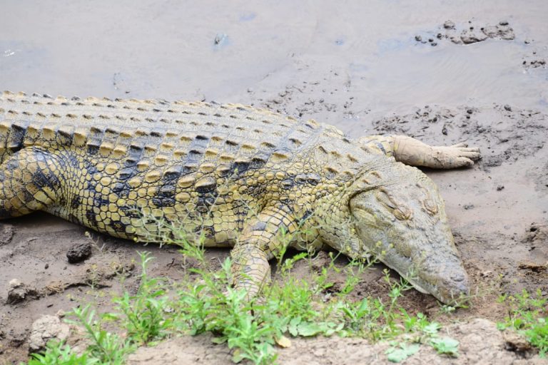crocodile