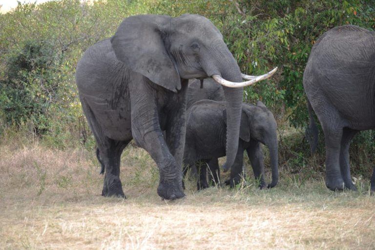 Elephant