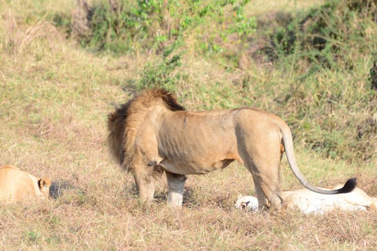 Lion