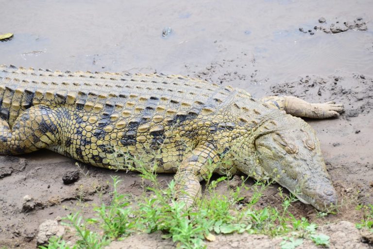 crocodile