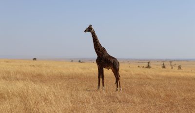 giraffe