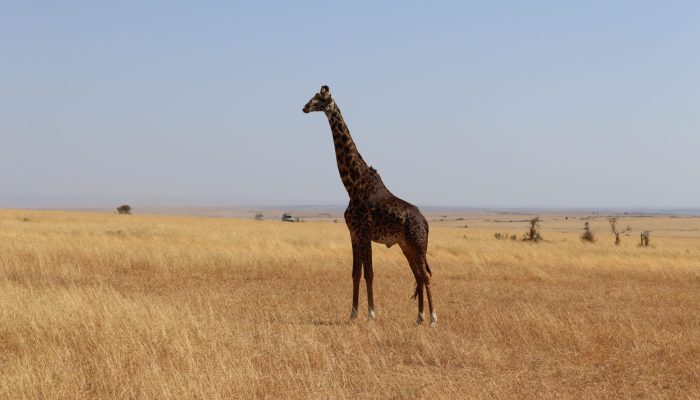 giraffe