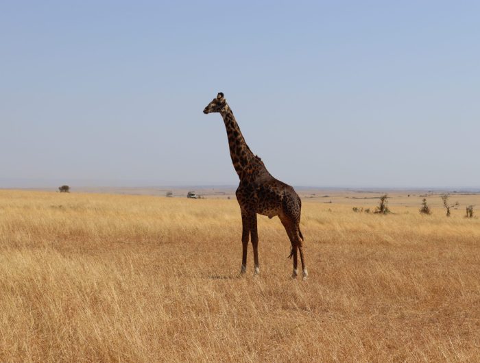 giraffe