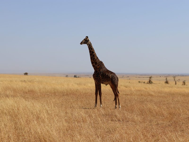 giraffe