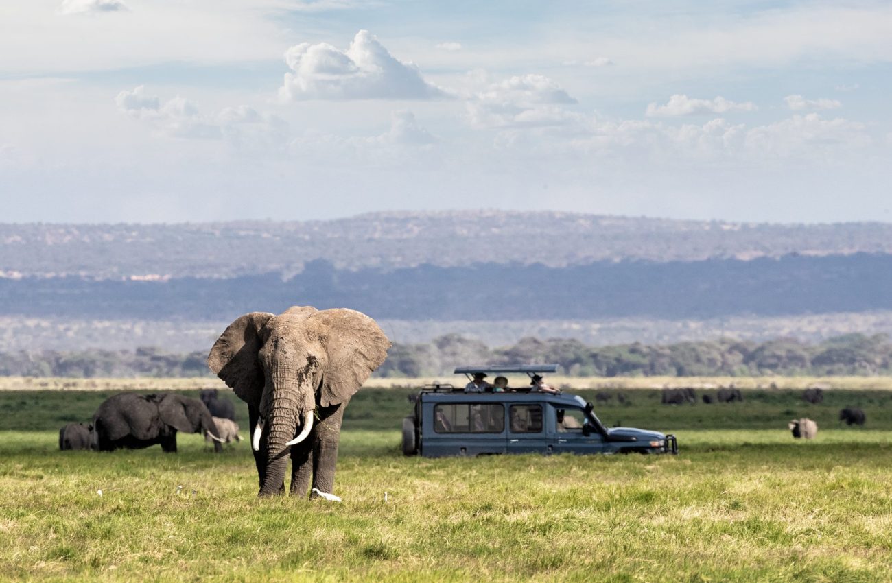 African safari scene with large elephant and unidentifiable tourists in safari vehicle