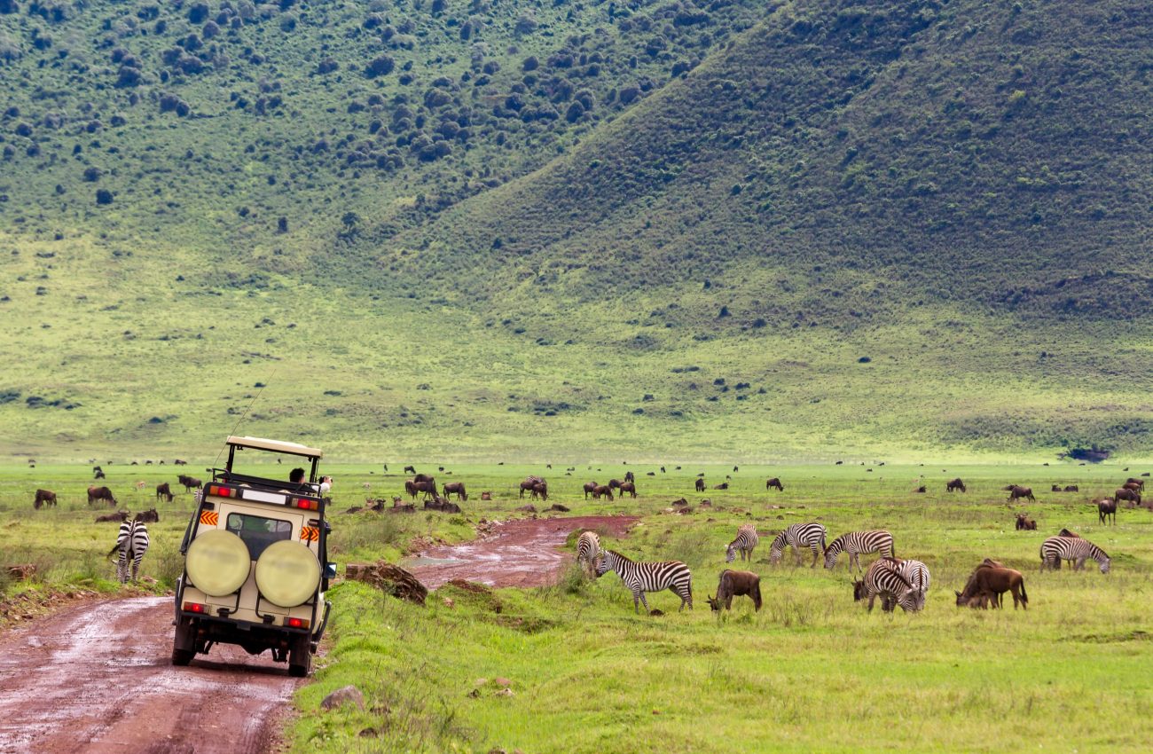 A closeup shot of a touring car, wildebeest, and zebras in a field in Tanzania